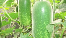 推特网红吃瓜福利大全,揭秘推特热门网红的独家福利分享