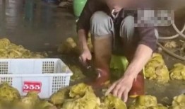 爆料汕头腌菜视频大全集,视频大全集带你领略潮汕美食魅力