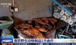 巴中野猪爆料事件始末视频,真相与争议的交织