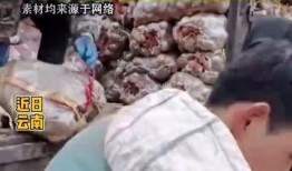 网友爆料土豆生芽视频下载,揭秘发芽土豆的神奇功效