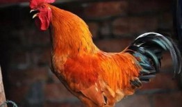 公鸡原神爆料视频大全下载,揭秘公鸡角色爆料视频全收录，精彩瞬间一网打尽