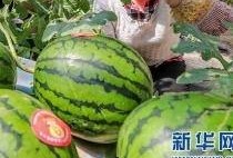 娱乐吃瓜资料来源于什么,揭秘娱乐圈吃瓜资料的来源与传播