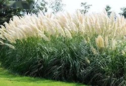 九草在线播放观看