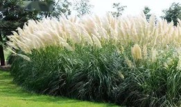 九草在线播放观看