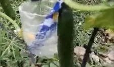 定西网红吃瓜事件视频,一场网络狂欢背后的真相揭秘