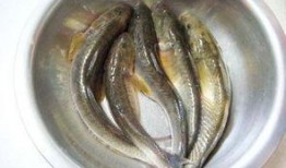 海鲶鱼被爆料视频播放,揭秘海洋生物的生存现状