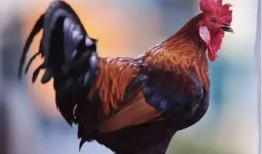 公鸡原神爆料视频大全下载,揭秘公鸡角色爆料视频全收录，精彩瞬间一网打尽