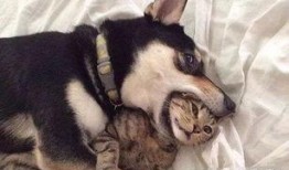 猫咪冠军爆料视频播放大全,精彩视频全集大放送！