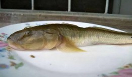 海鲶鱼被爆料视频播放,揭秘海洋生物的生存现状