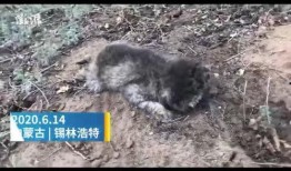 兔宝宝爆料新闻视频,最新爆料新闻视频幕后真相