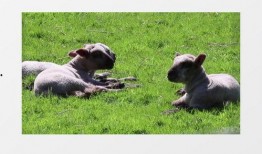 灰小羊爆料视角视频大全,视频大全背后的精彩瞬间