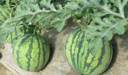 当前娱乐吃瓜,揭秘明星幕后故事