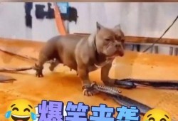 今日有啥好笑的爆料,盘点那些让人捧腹大笑的奇闻轶事