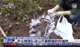 巴中野猪爆料事件始末视频,真相与争议的交织