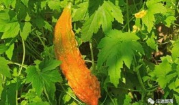 苦尽甘来娱乐吃瓜酱