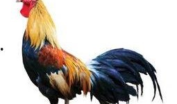 公鸡原神爆料视频大全下载,揭秘公鸡角色爆料视频全收录，精彩瞬间一网打尽