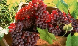 网红吃瓜葡萄图片高清,高清美图揭秘甜蜜诱惑