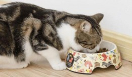 猫咪冠军爆料视频播放大全,精彩视频全集大放送！